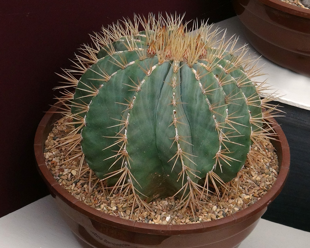 Ferocactus glaucescens - Blue Barrel Cactus as seen at Chelsea Flower Show