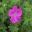 Geranium sanguineum Vision Violet