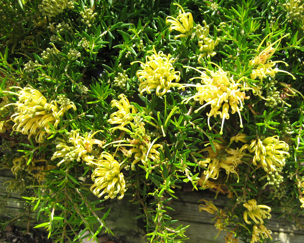 Grevillea juniperina 'Gold Cluster'