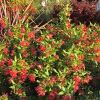 Grevillea rhyolitica Deua Flame is a small shrub growing to about 1.5m high