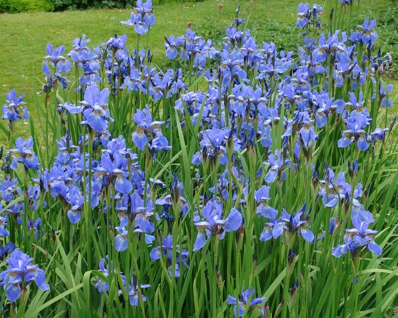 Iris Sibirica Perry's Blue