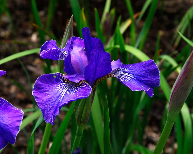 Iris siberica Sparkling Rose