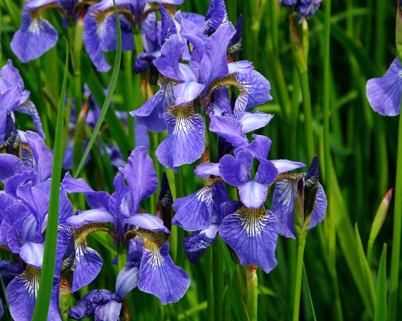 gardensonline: iris sibirica