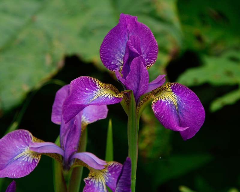 Iris sibirica Welcome Return