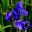 Iris sibirica - Silver Edge deep blue flowers - petals have fine white edge