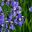 Iris sibirica Perrys Blue