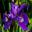 Iris sibirica Sweet Surrender - Purple flowers
