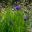 Iris sibirica 'Vi Luihn' has deep purple flowers