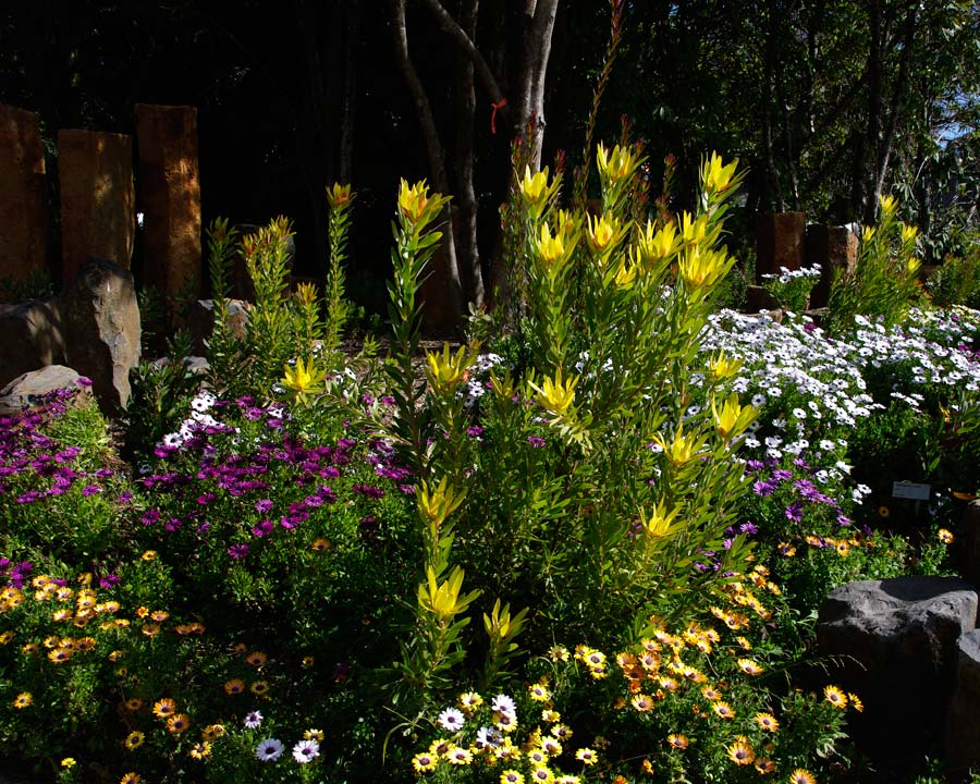 Leucadendron and Osteospernum spp - winter display garden Mount Tomah