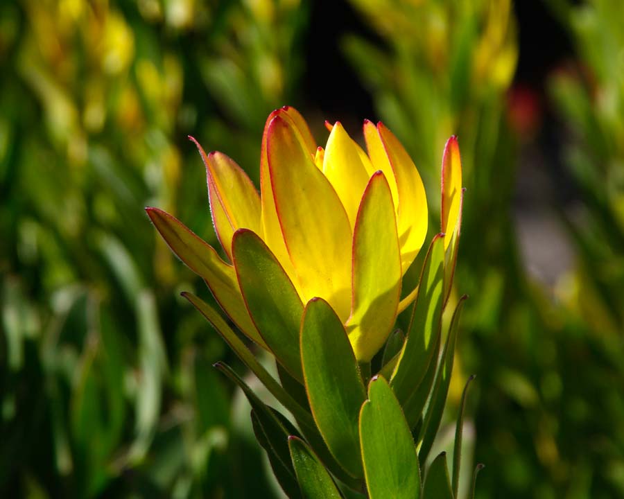 Leucadendron Flamingo - yellow and red flowers