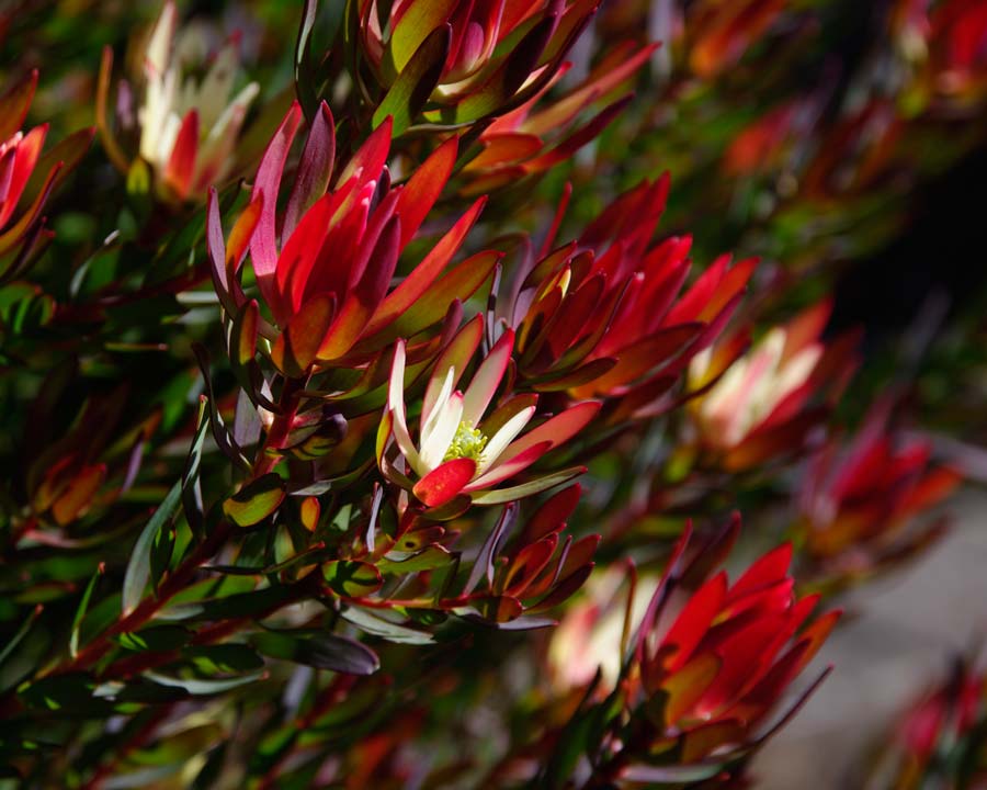 GardensOnline: Leucadendron hybrids
