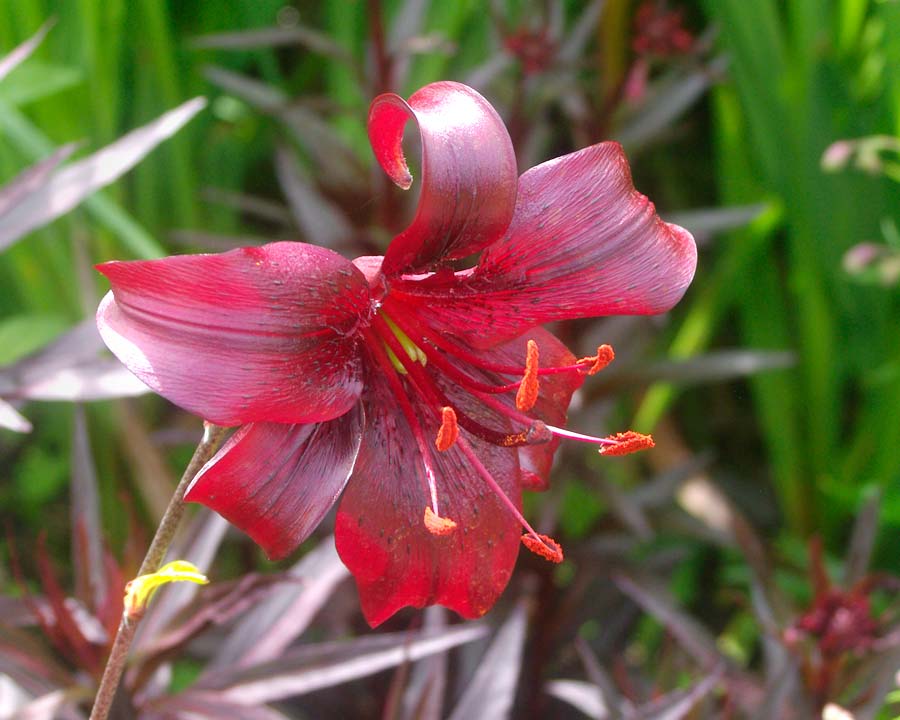 Asiatic lilies 'Night Flyer' Deep maroon almost black petals with even darker speckles