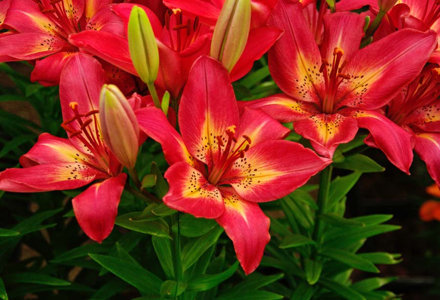Lilium asiatic hybrid - Arsenal Red flowers with yellow markings