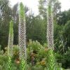 Lobelia aberdarica - flower spikes
