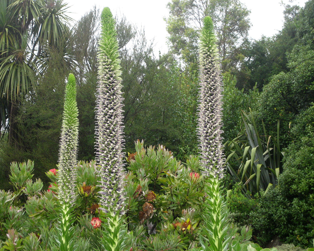 Lobelia aberdarica - flower spikes