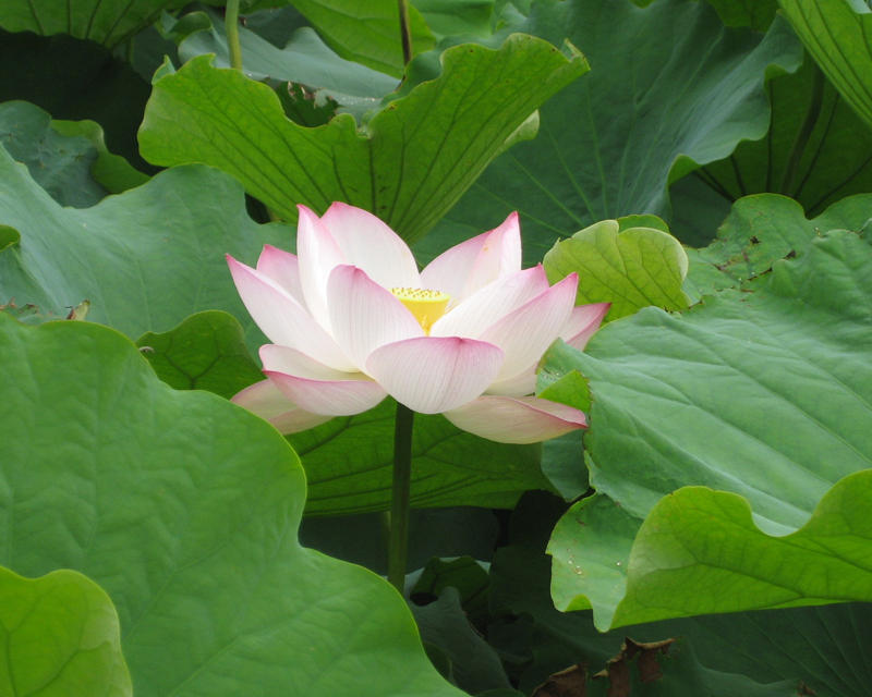 Nelumbo nucifera - exquisitely delicate Lotus Flower