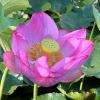 Nelumbo nucifera - pink lotus