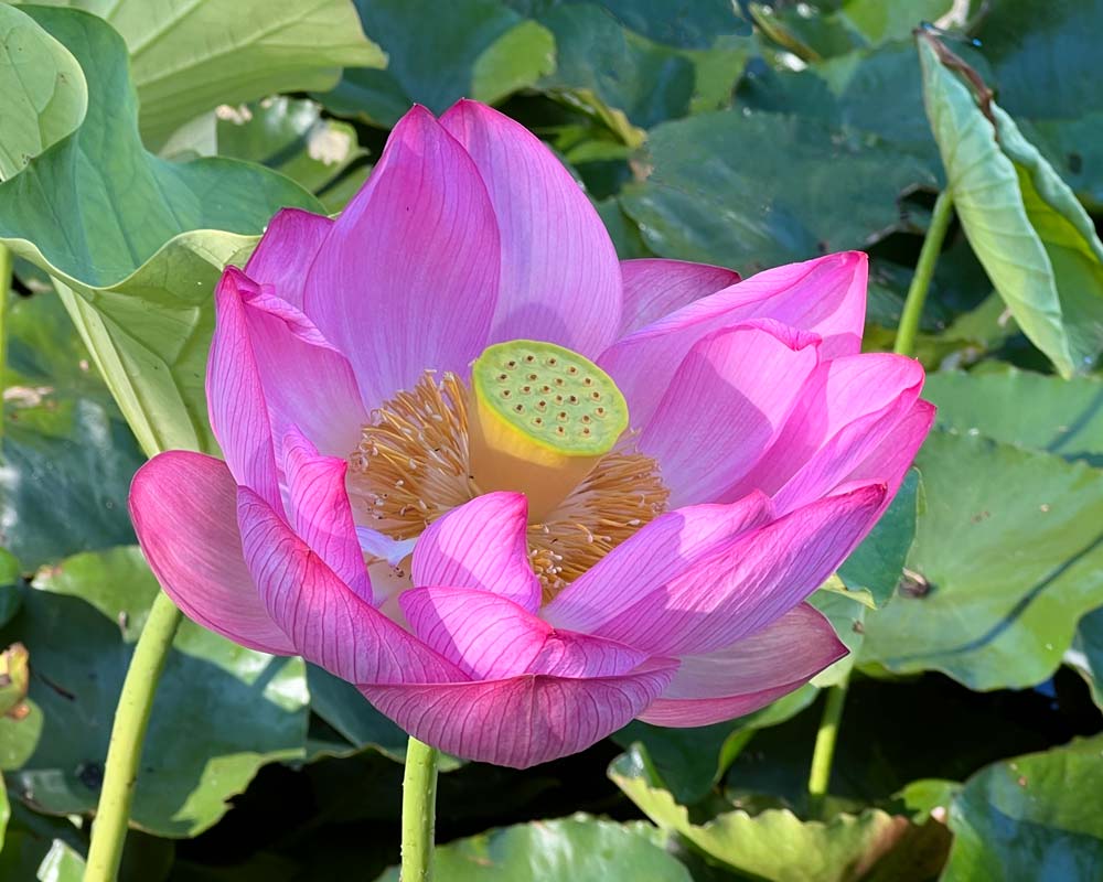 Nelumbo nucifera - pink lotus