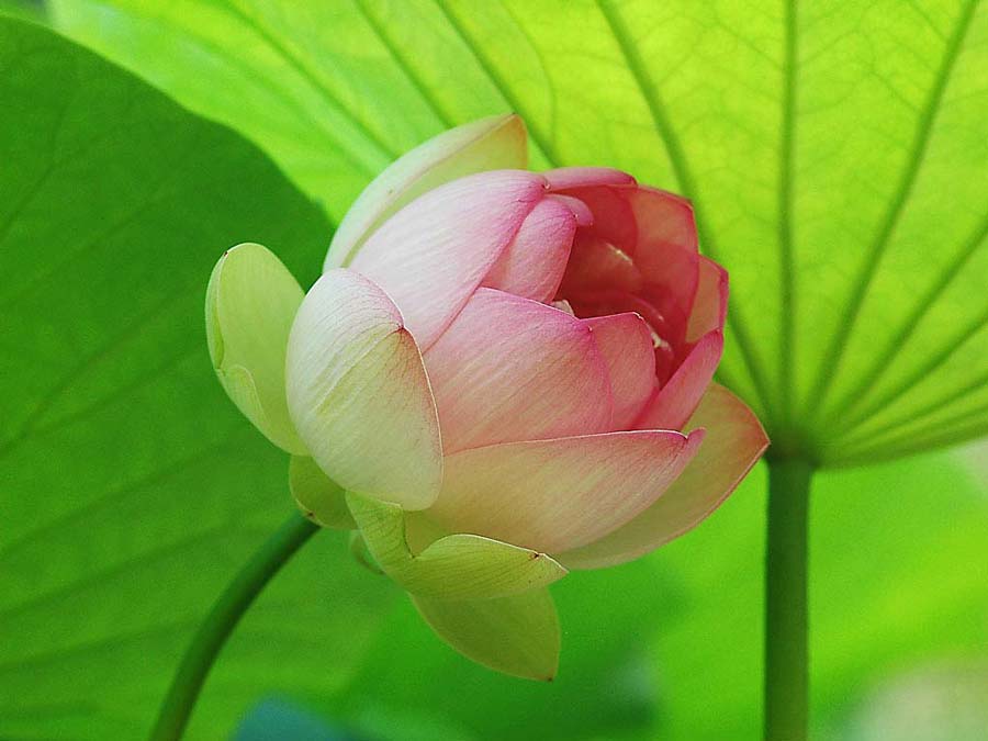 Nelumbo nucifera, lotus