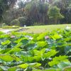 Nelumbo nucifera - both leaves and flowers standing up clear of the water