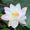 Nelumbo nucifera - White Lotus