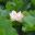 Nelumbo nucifera - exquisitely delicate Lotus Flower