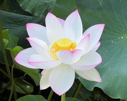 Nelumbo nucifera - White Lotus