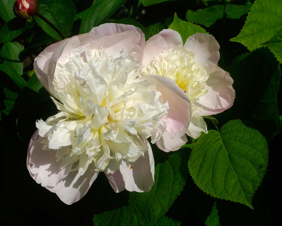 Paeonia suffruticosa 'Godaishu' - Semi double white flowers with pale pink outer petals - Bodnant Gardens, Wales