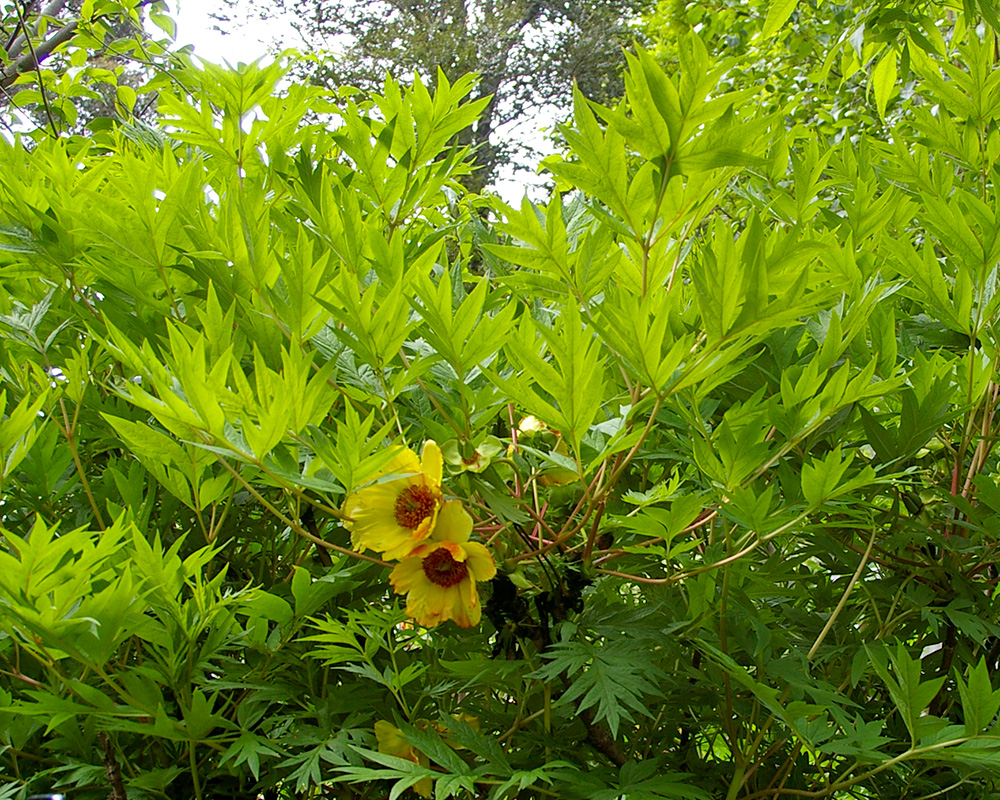 Paeonia suffruticosa - Tree Paeony