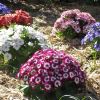 Hybrids of Pericallis also known as Cineraria come in a wide range of vibrant colours