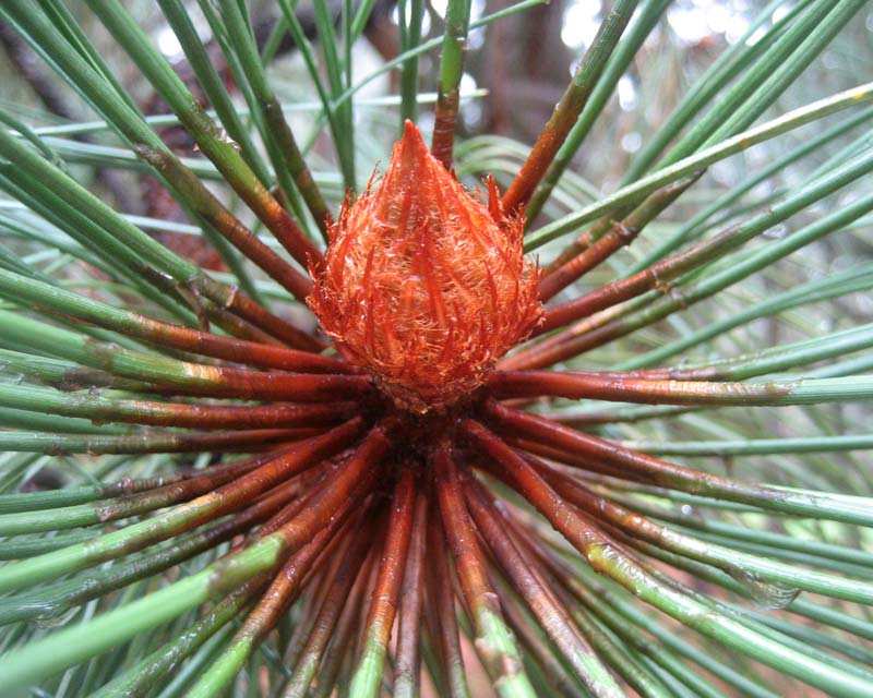 Pinus englmannii