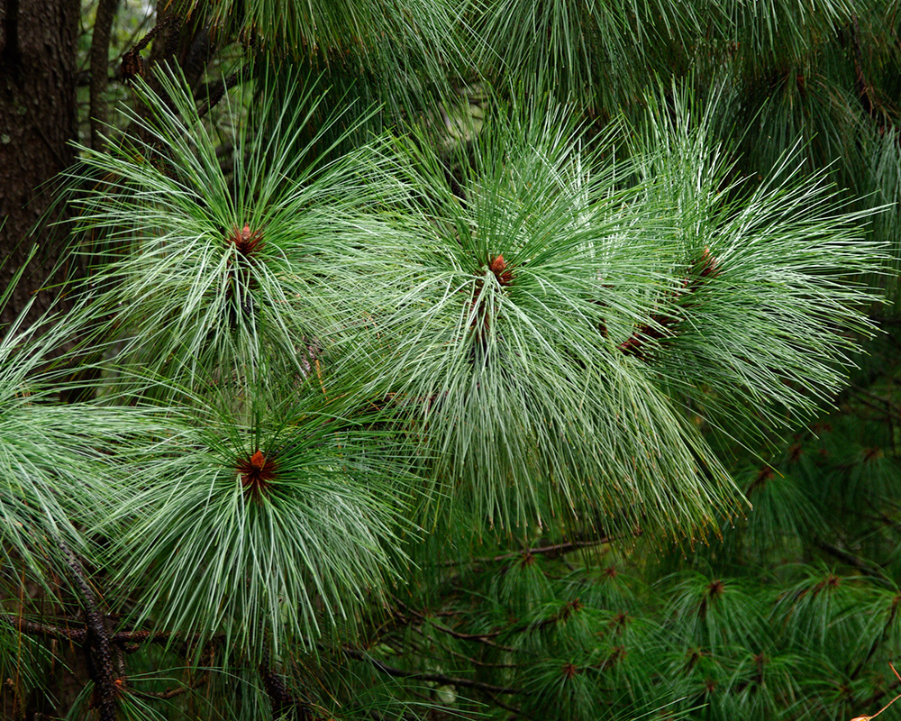 Pinus englamannii