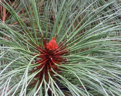 Pinus englamannii