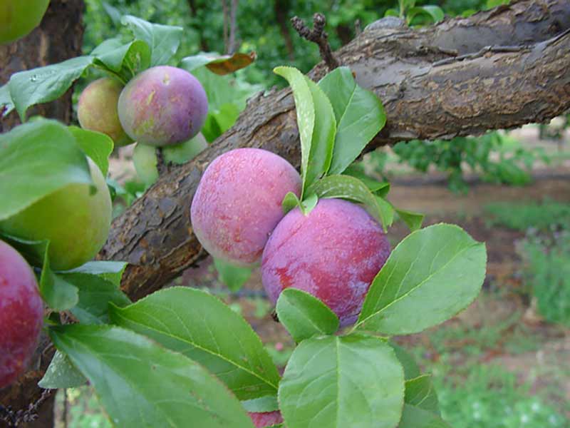 Prunus x Domestica Santa Rosa