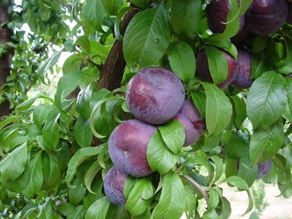 Prunus x domestica - Black Amber
