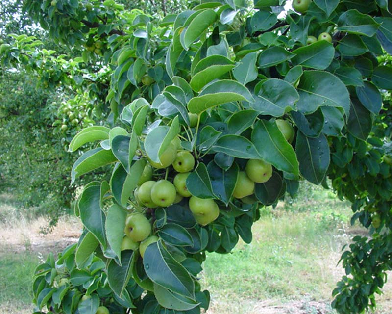 Pyrus pyrifolia - Nashi Pear