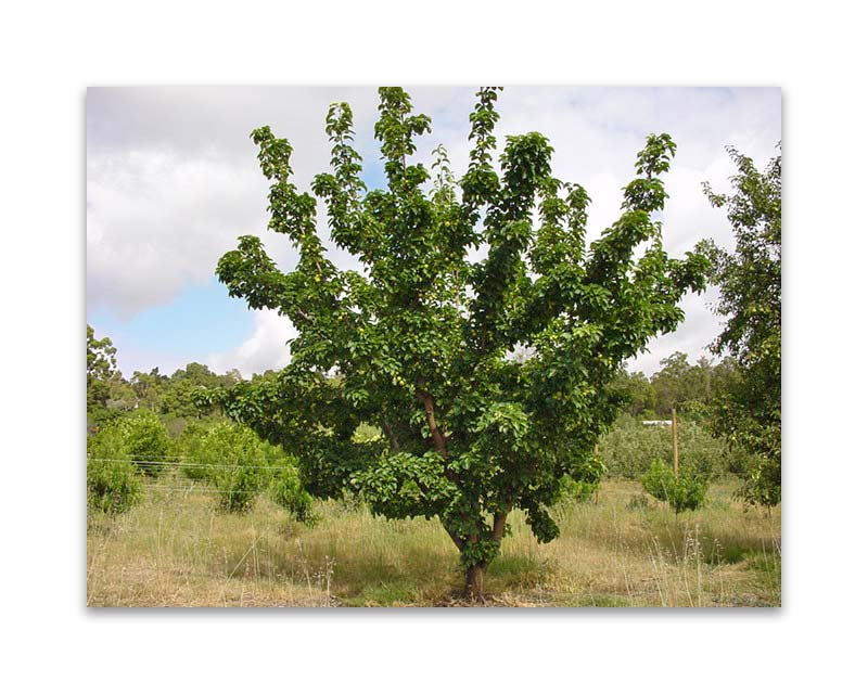 Pyrus Pyrifolia - Nashi Pear