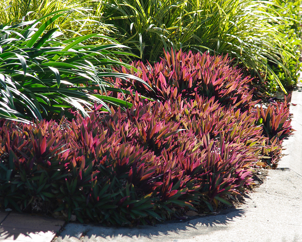 Tradescanthia spathacea as street planting in Port Douglas, Qld