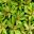 Tradescantia Spathacea 'Sitara Gold'. Yellow green leaves with dark green stripes