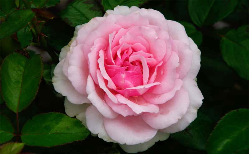 Rosa floribunda - this is Radox Bouquet