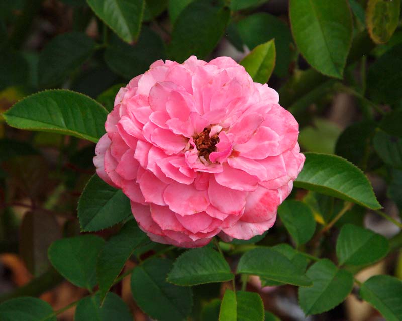 Rosa floribunda - this is Sexy Rexy