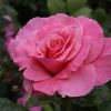 Rosa Floribunda 'Tickled Pink'
