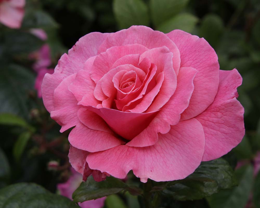 Rosa Floribunda 'Tickled Pink'