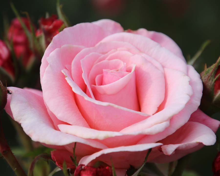 Rosa Floribunda Tickled Pink