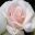 Rosa floribunda - this is Aspirin