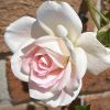 Rosa Floribunda 'Blushing Pink'