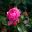 Floribunda Rose - Leonardo Da Vinci, bred by Meiland