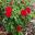 Rosa floribunda - this is Red Pixie