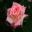 Rosa Floribunda - Violet Carson, - Patsy Durak's Rose Garden, Gooseberry Hill, Perth, WA
