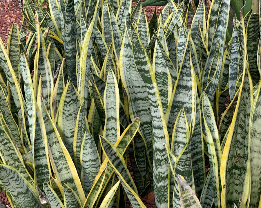 Sansevieria trifasciata - Mother in Laws Tongue